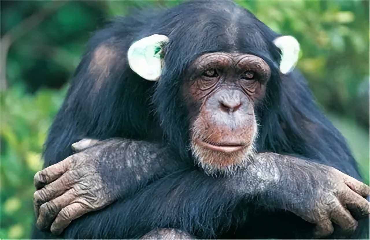 艾滋病最初发现于非洲猩猩，它是如何跨越物种传播到人身上的呢？