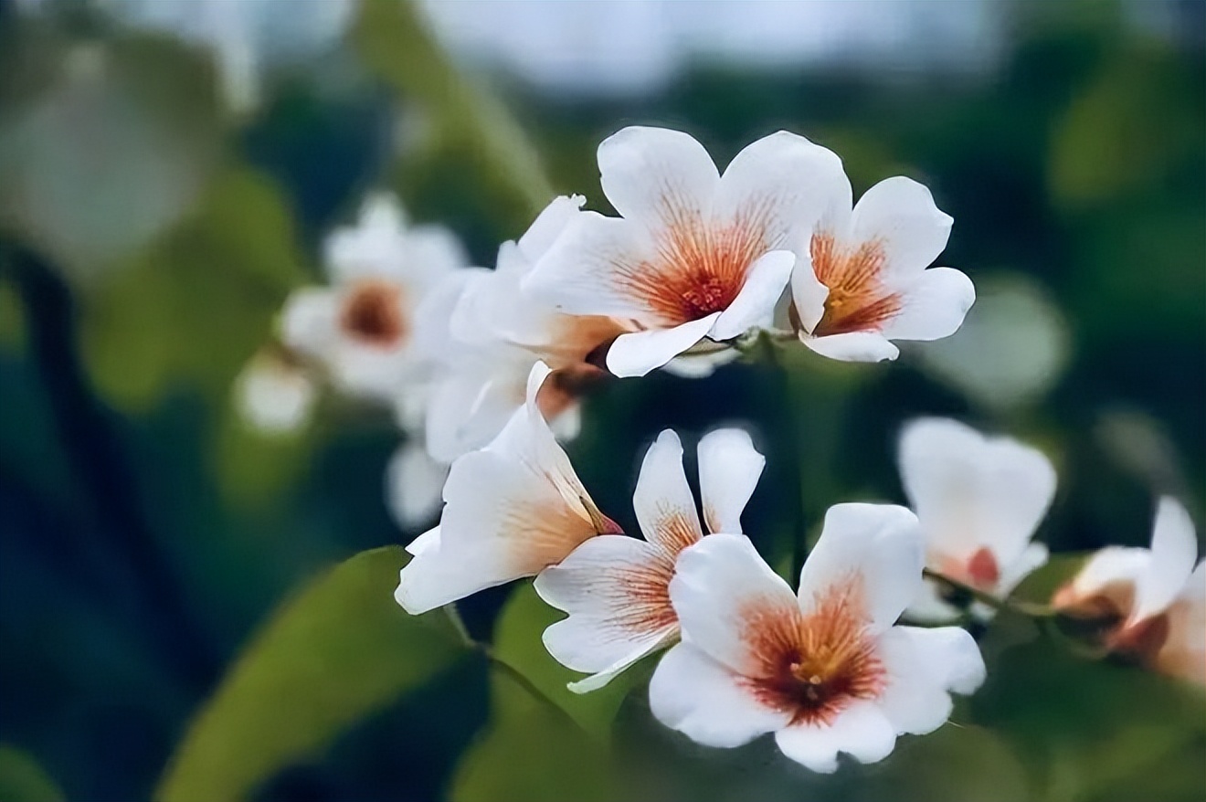 节气清明春意正浓,节气清明简介