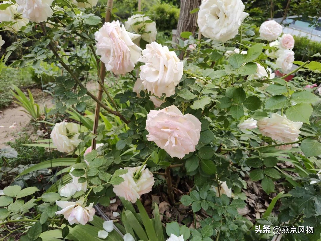 又到一年花开时下半句,又到一年花开时朗诵