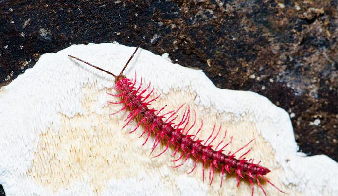 家里很多马陆虫怎么彻底消灭,院子马陆虫怎么消灭不伤小孩