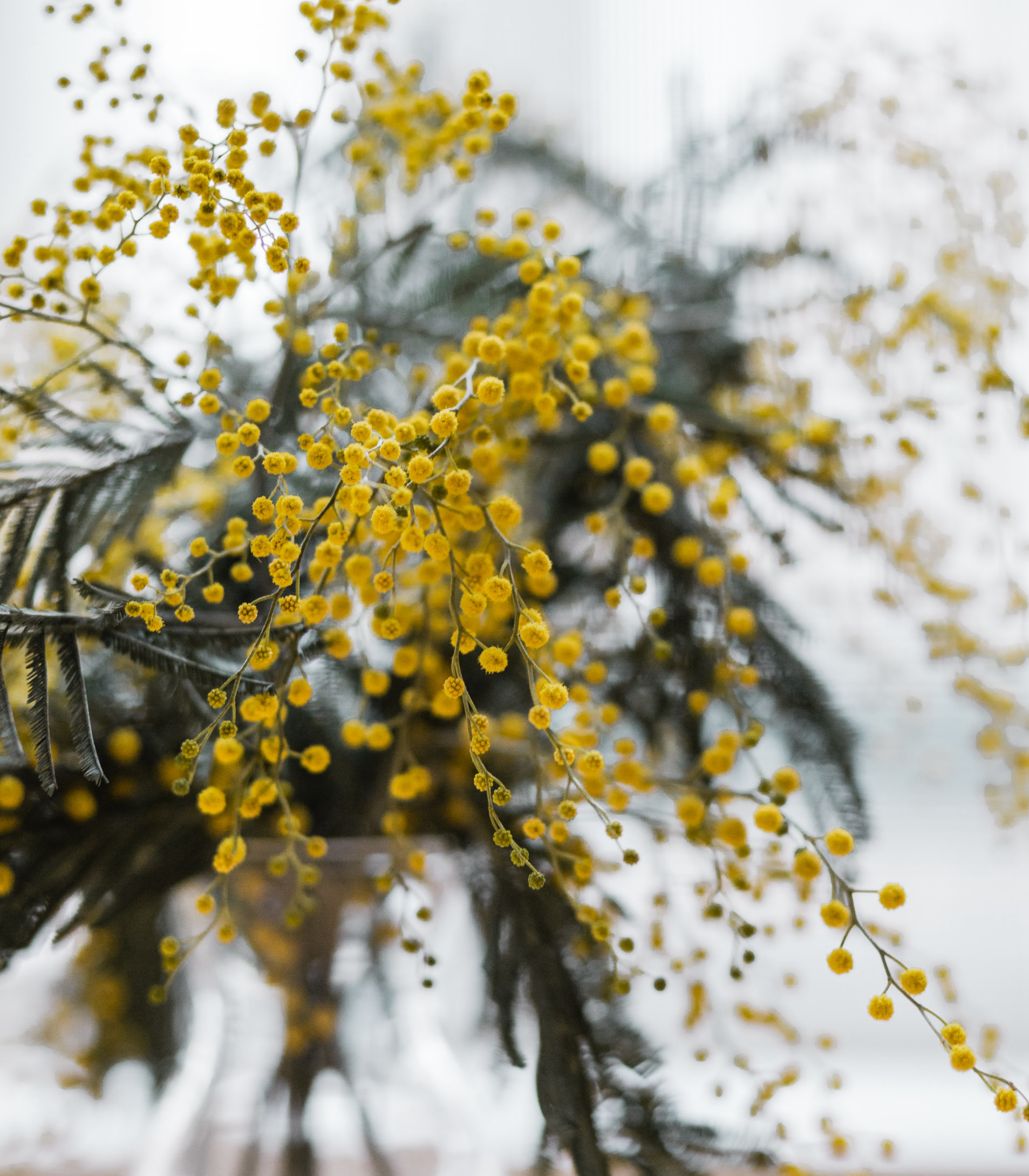 极简省钱又环保的居家生活,4款高颜值家居绿植
