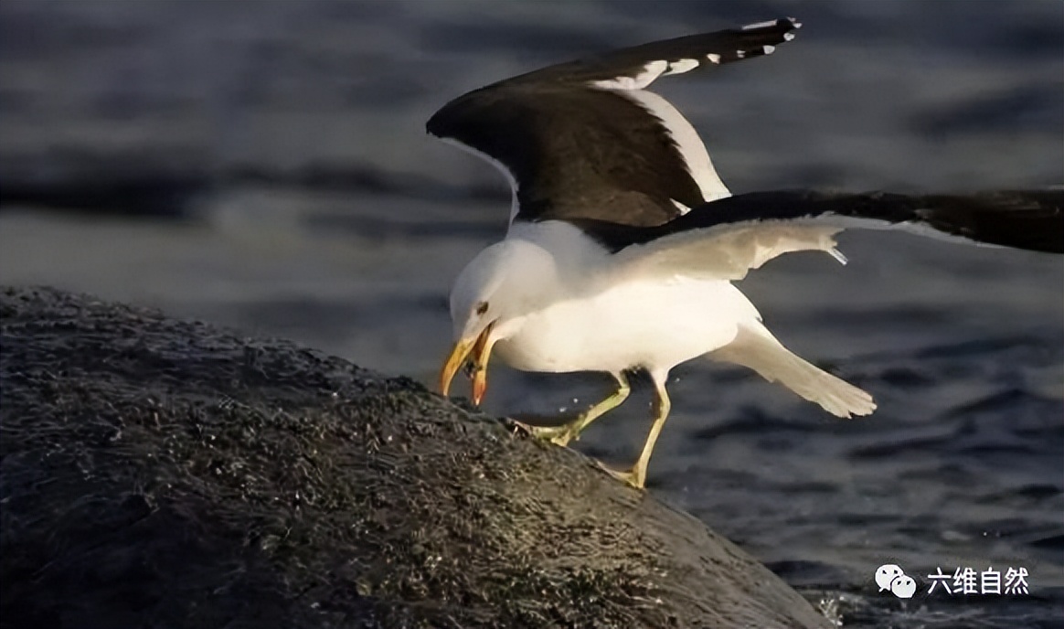 座头鲸张开大嘴捕食,鲸鱼吃巨鲸