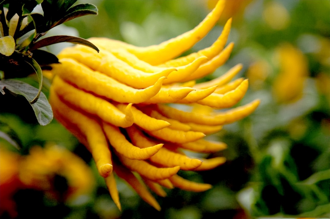 外国的奇怪蔬菜水果,国外奇怪的水果