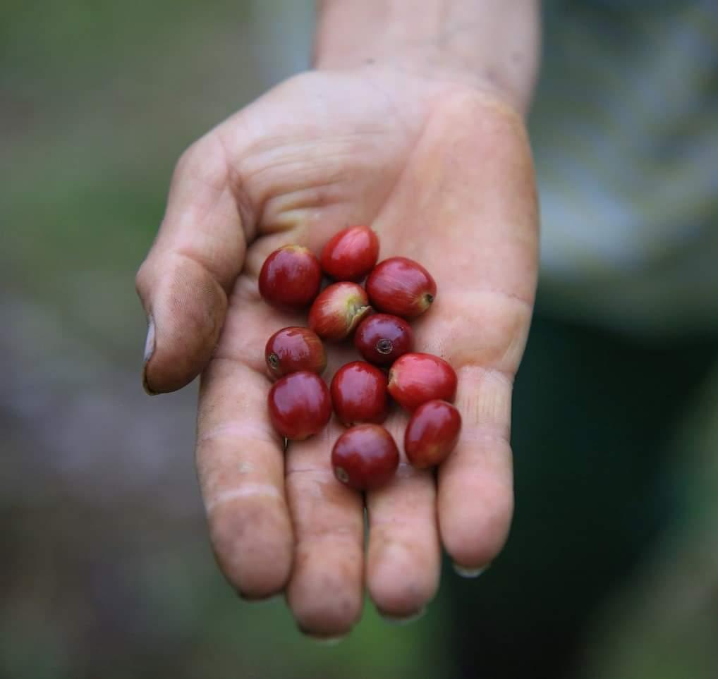 品种｜朝见波旁王朝