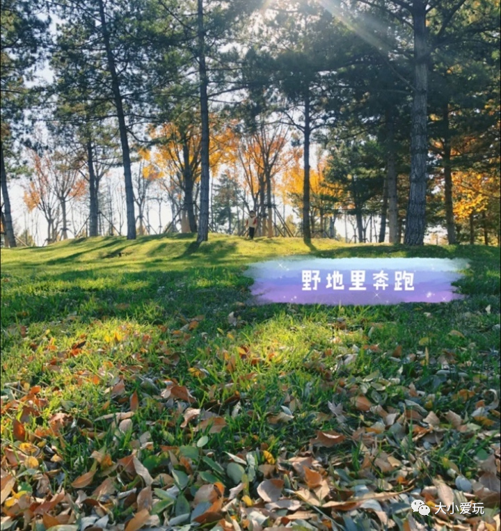 北京赏秋打卡地银杏大道,北京10条最值得打卡赏红叶线路