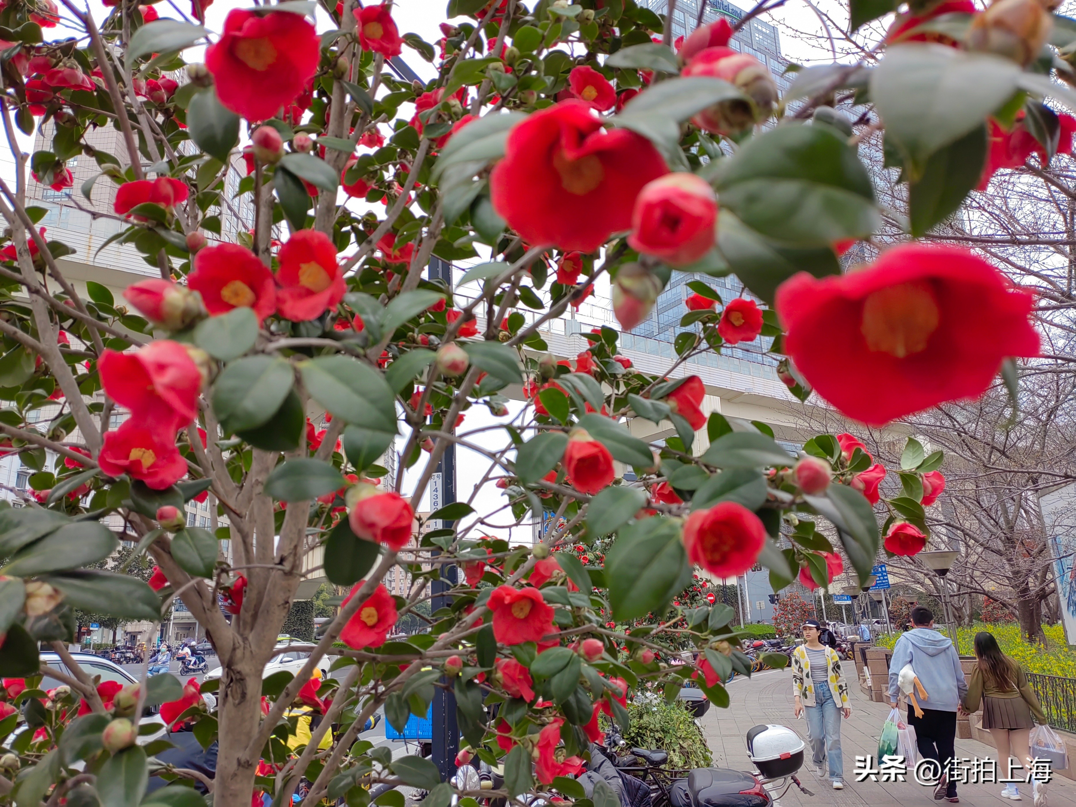 茶花绽放喜迎春,茶花争芳斗艳喜迎春