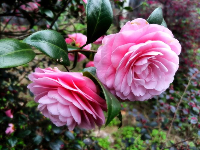 一月山茶花哪个地区最美,赏花山茶花
