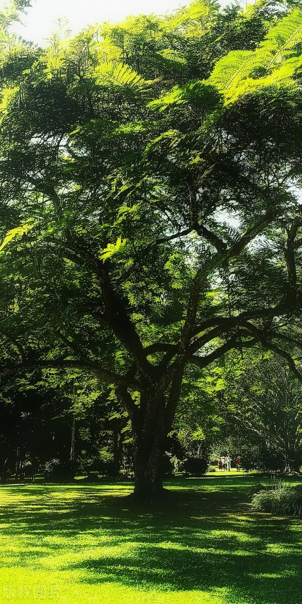 2022西双版纳门票免费的景区,西双版纳望天树景区与热带植物园