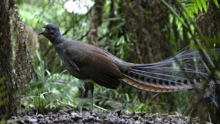 世界上最大的华丽琴鸟,天堂的使者