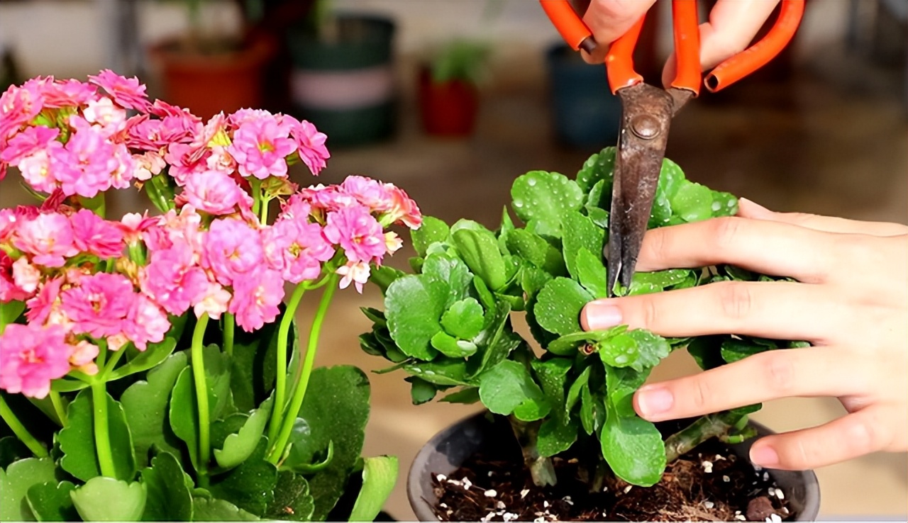 长寿花叶子小怎么处理,长寿花叶子小掉叶子是怎么回事