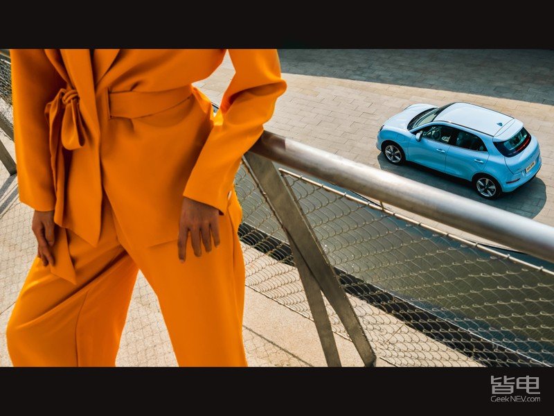 一只美貌与智慧并重的猫咪,一只靠自己找到今生铲屎官的橘猫