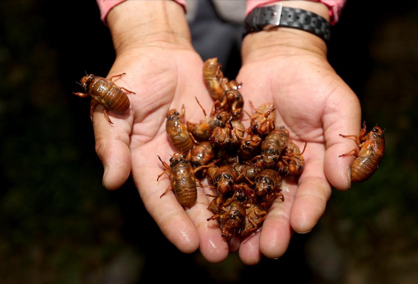 养殖金蝉10亩能挣多少钱,养殖金蝉真实利润