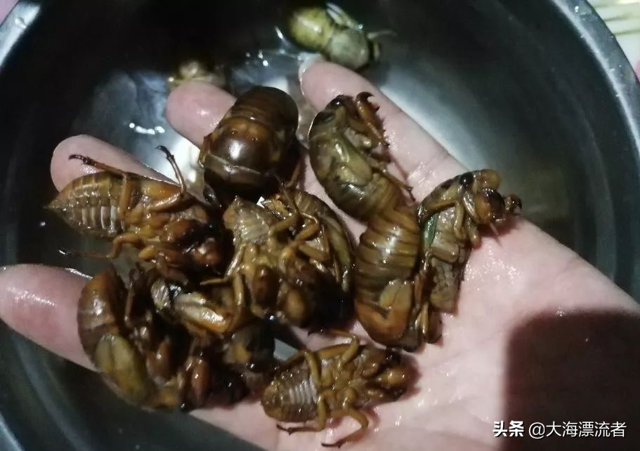 童年的记忆抓知了,体验儿时抓知了