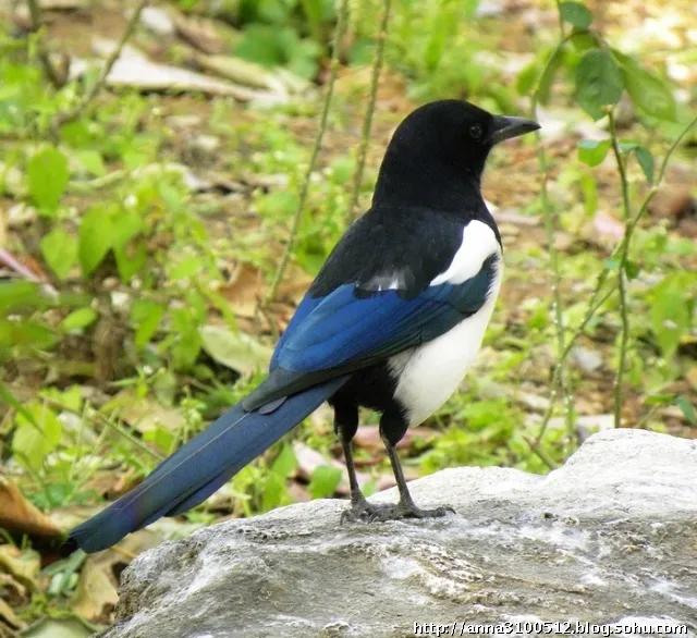 竹五绝诗,古诗五绝竹