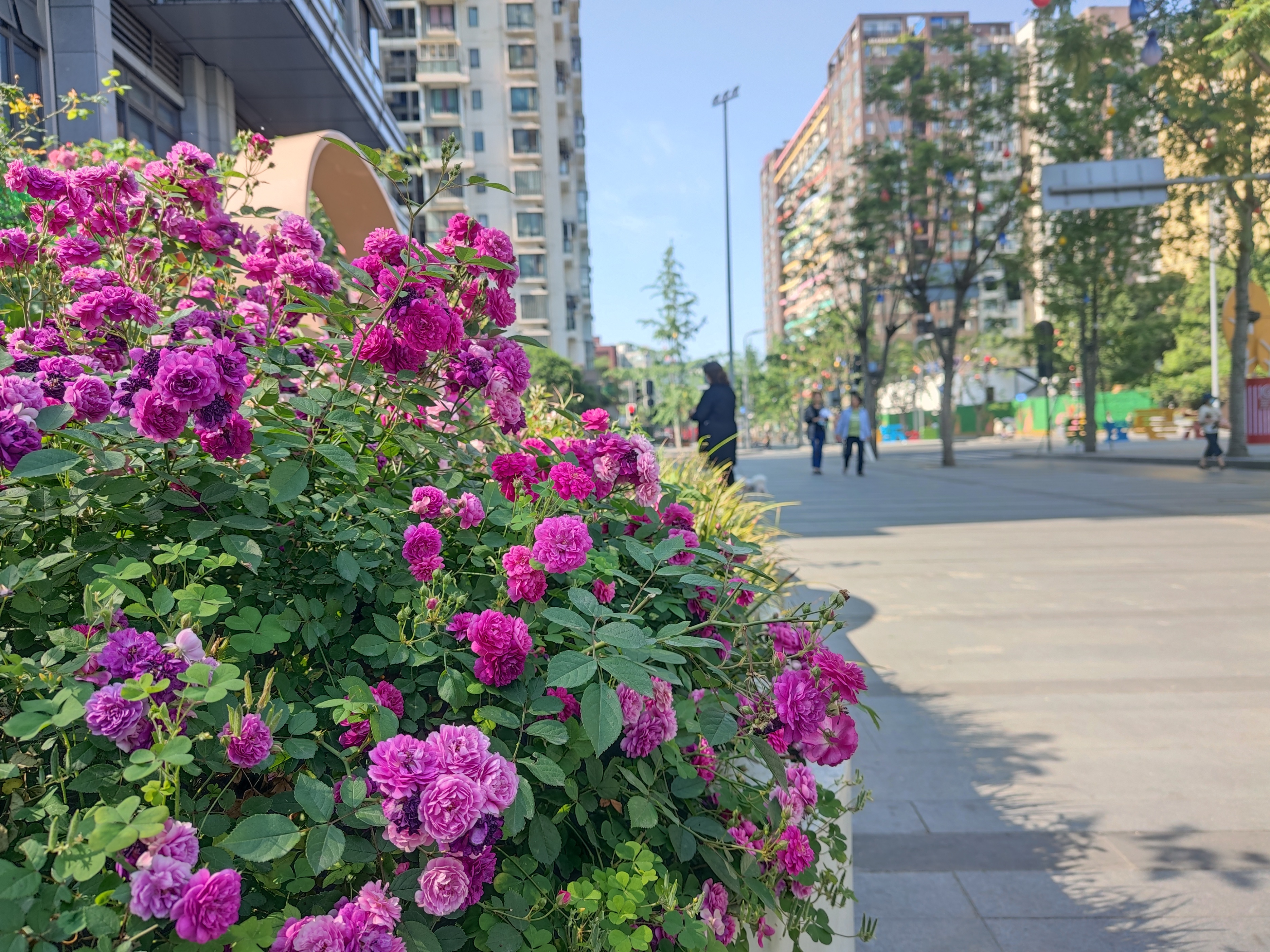 我在望江天气晴来这里感受成都慢生活