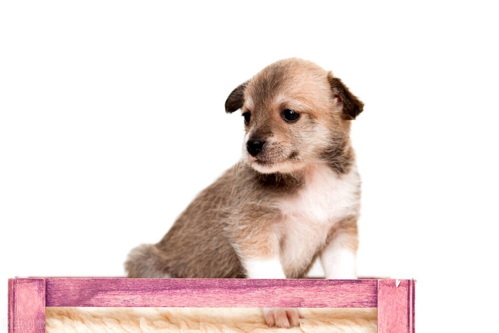 70年属狗的恋爱观,属狗的恋爱观