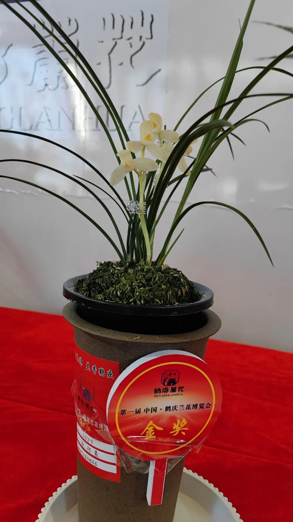 云南鹤庆兰花展直播,首届兰花文化产业博览会