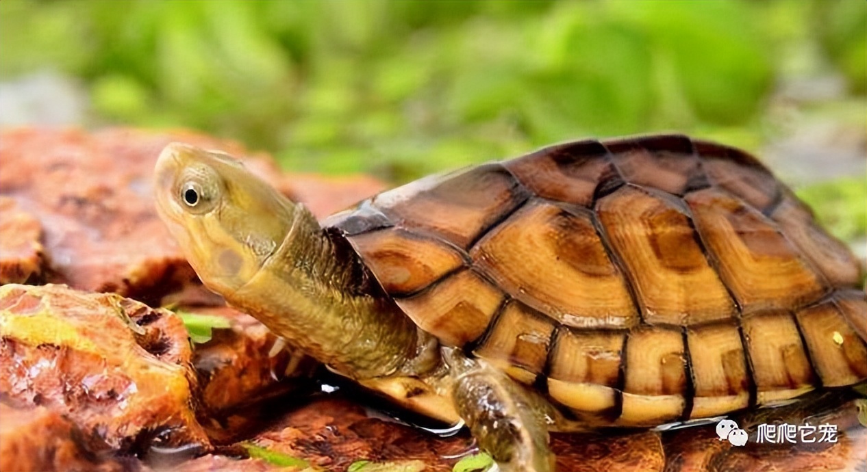 北石属于黄喉拟水龟吗,黄喉拟水龟北石小青