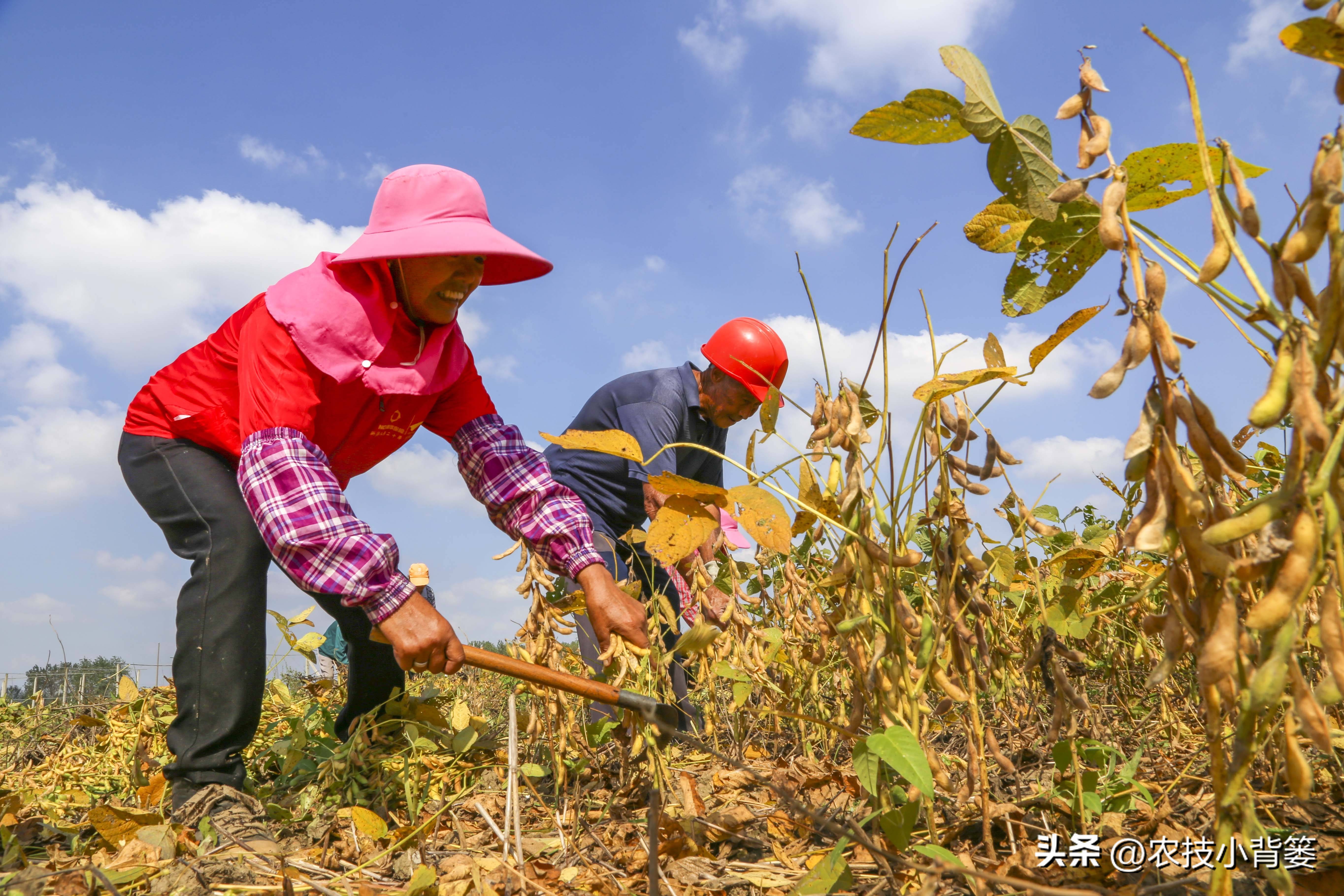 种大豆施什么化肥大豆能高产,大豆高产打什么药水大豆饱满