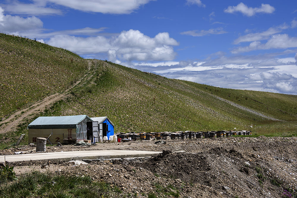 西部大草原旅游攻略,四川红原大草原自驾旅游攻略
