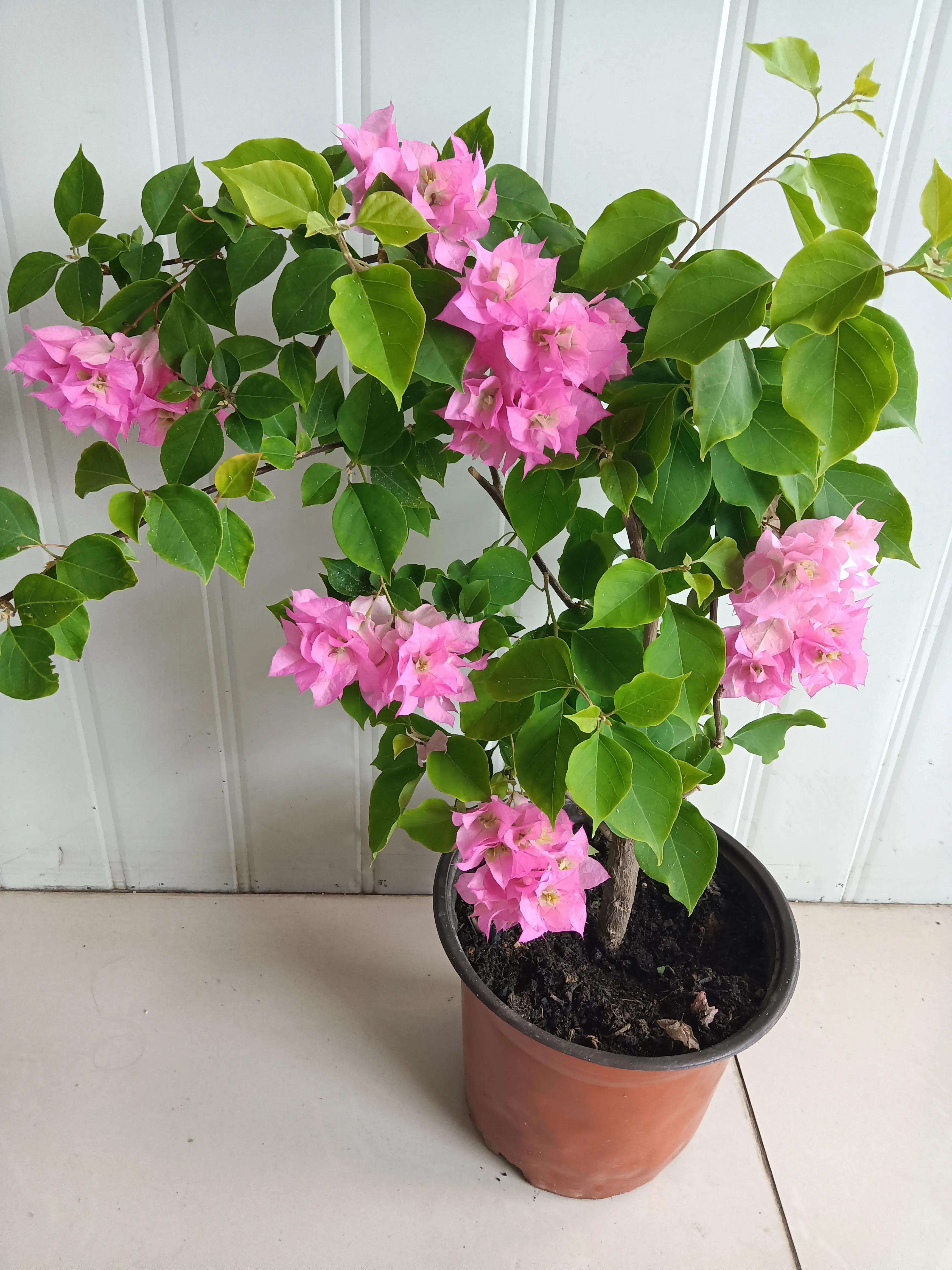 直播间买的花真的好吗,有没有在直播间买花的