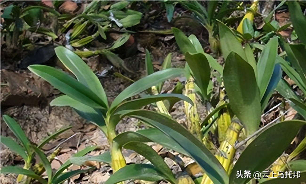 缇庢床浼犵粺鍖诲,鍙や唬缇庢床鎬庝箞娌荤梾