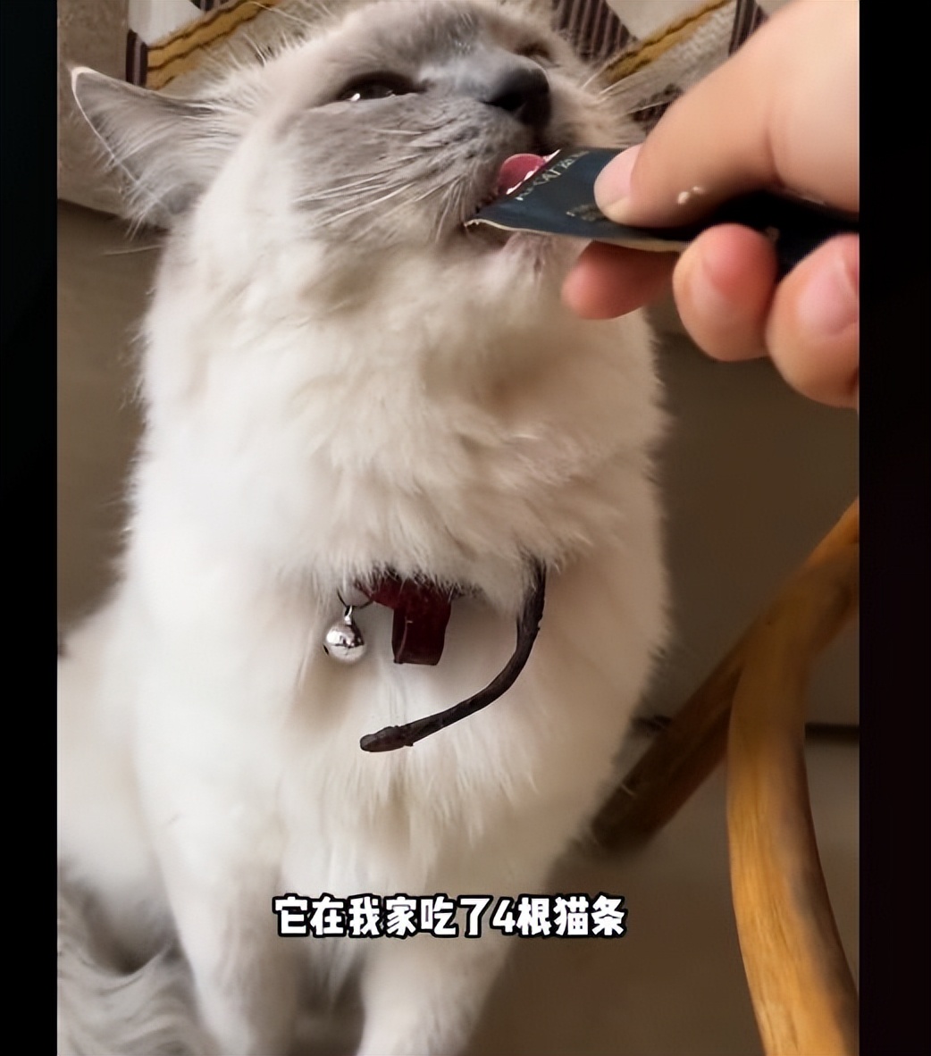 猫咪掉进化粪池被好心小哥救助,猫咪掉卡在树枝被好心人救下