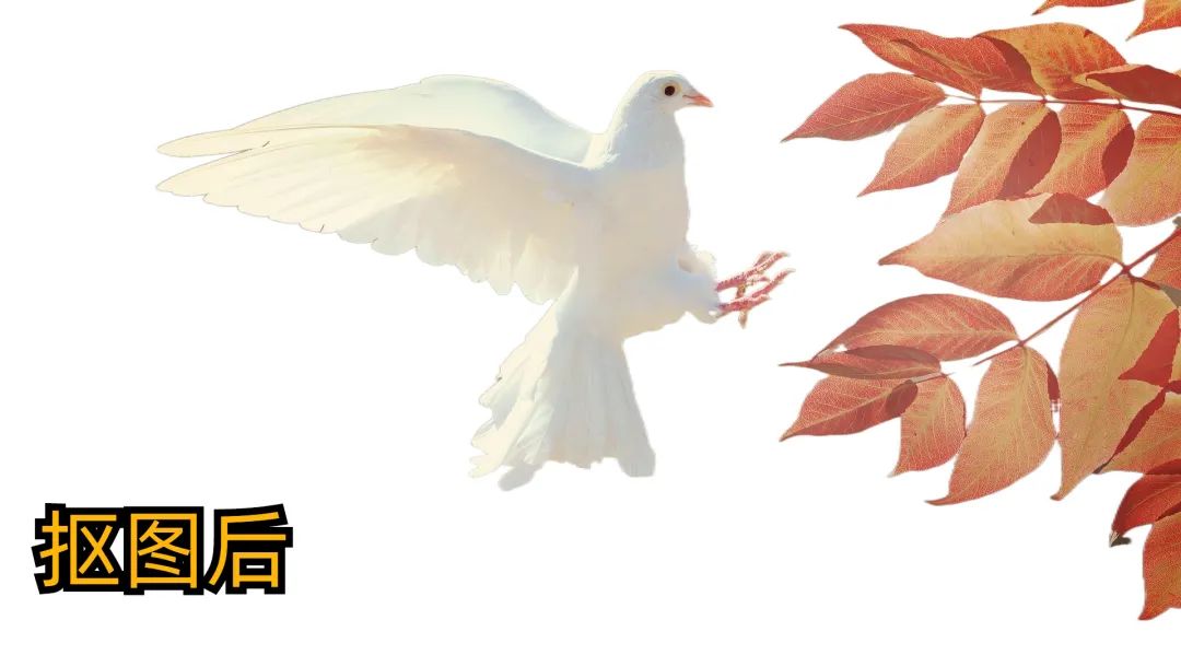 吐血整理，无版权素材库网站大集合，图片视频全都有！