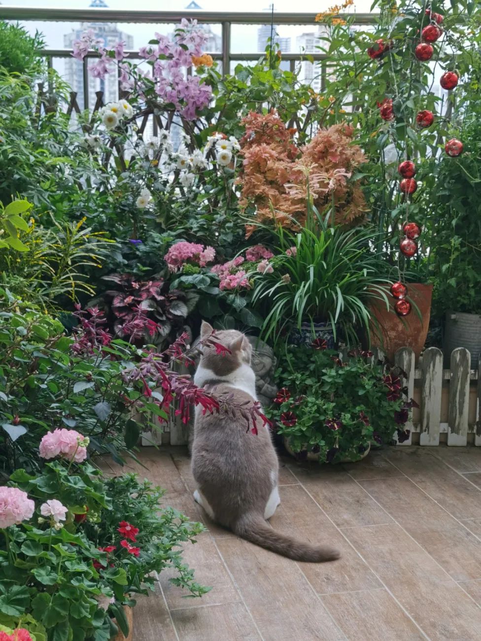 很多人羡慕的阳台,让别人羡慕的阳台