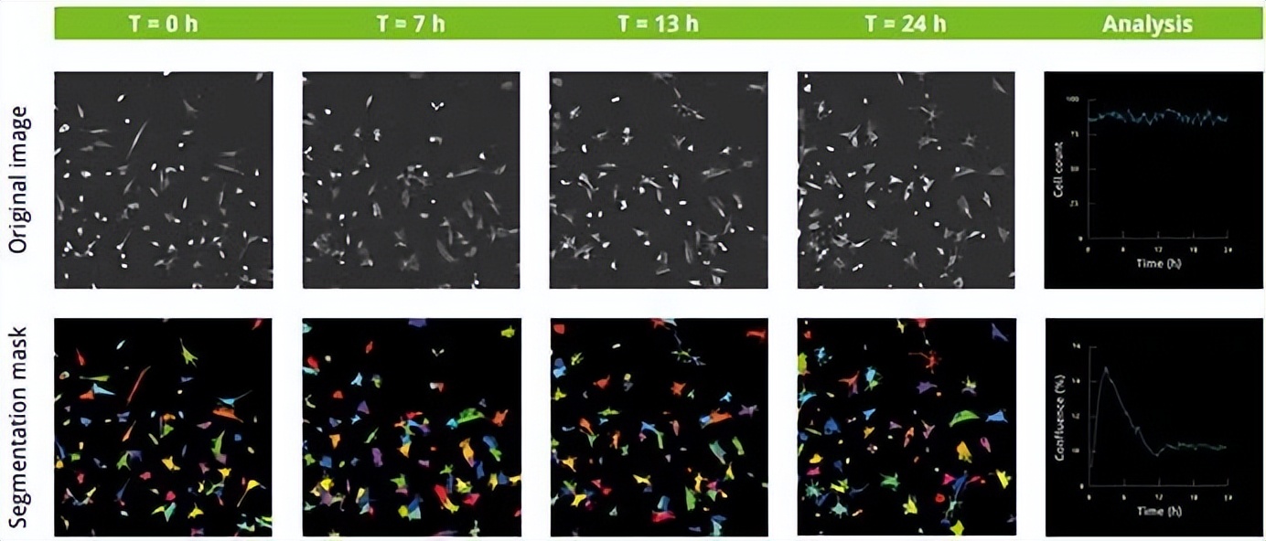 昆明纳瑞丨「Nanolive」在群体水平上描述单个细胞的特征