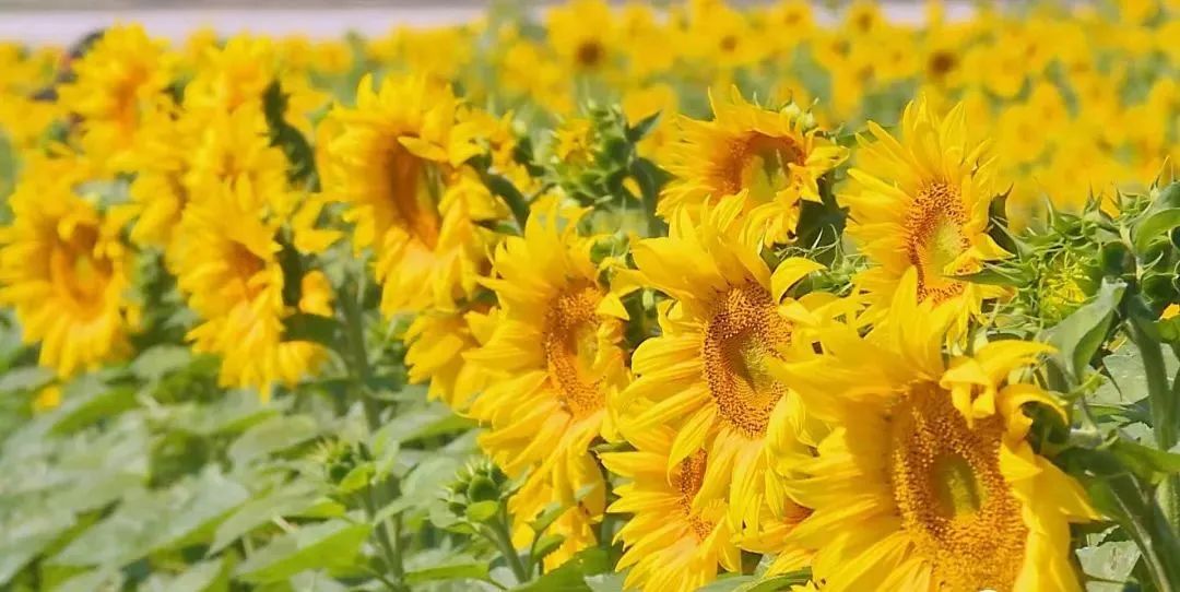 白银生态美景,白银大地山水