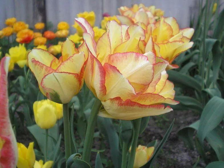 如何在家里种植美丽的郁金香,荷兰库肯霍夫花园里的郁金香品种