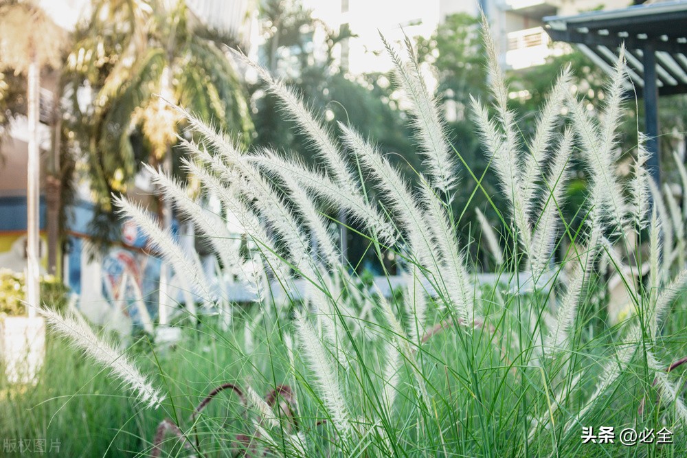 城乡环境保护林建设主要适宜乔木、灌木、草种；详表