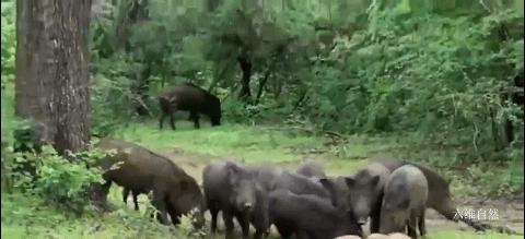 印度一头豹子被汽车碾压死亡,印度花豹被豪猪刺视频