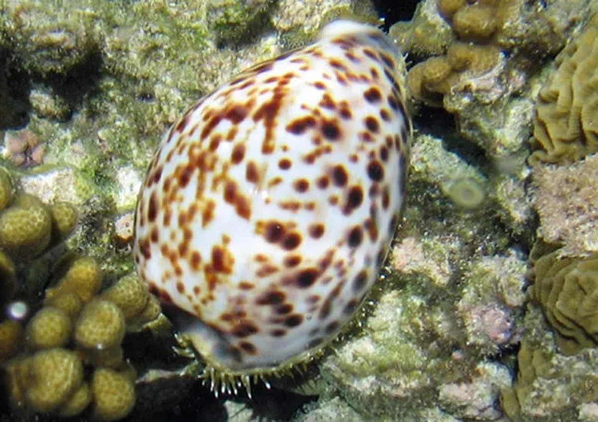 飞速前进的蜗牛：进化速度是哺乳动物的5倍，体内剧毒可毒死成人