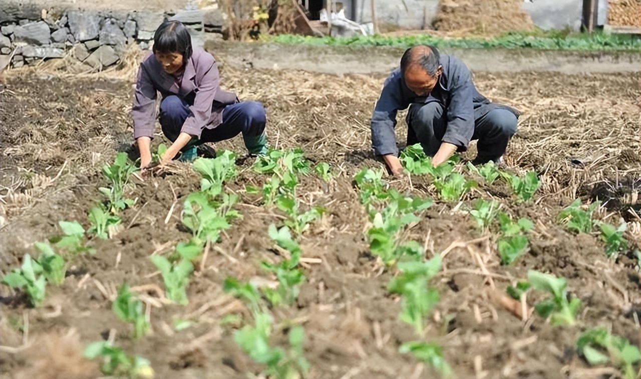 2023年养老金调整哪个省出政策了,2023年养老金调整平均能补多少