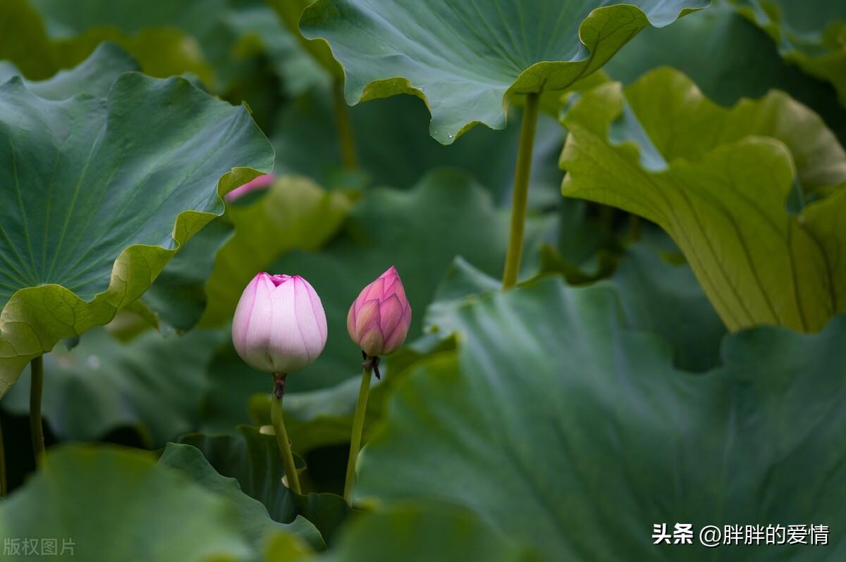 简单的喜欢最长远，平凡的陪伴最心安，懂你的人最温暖