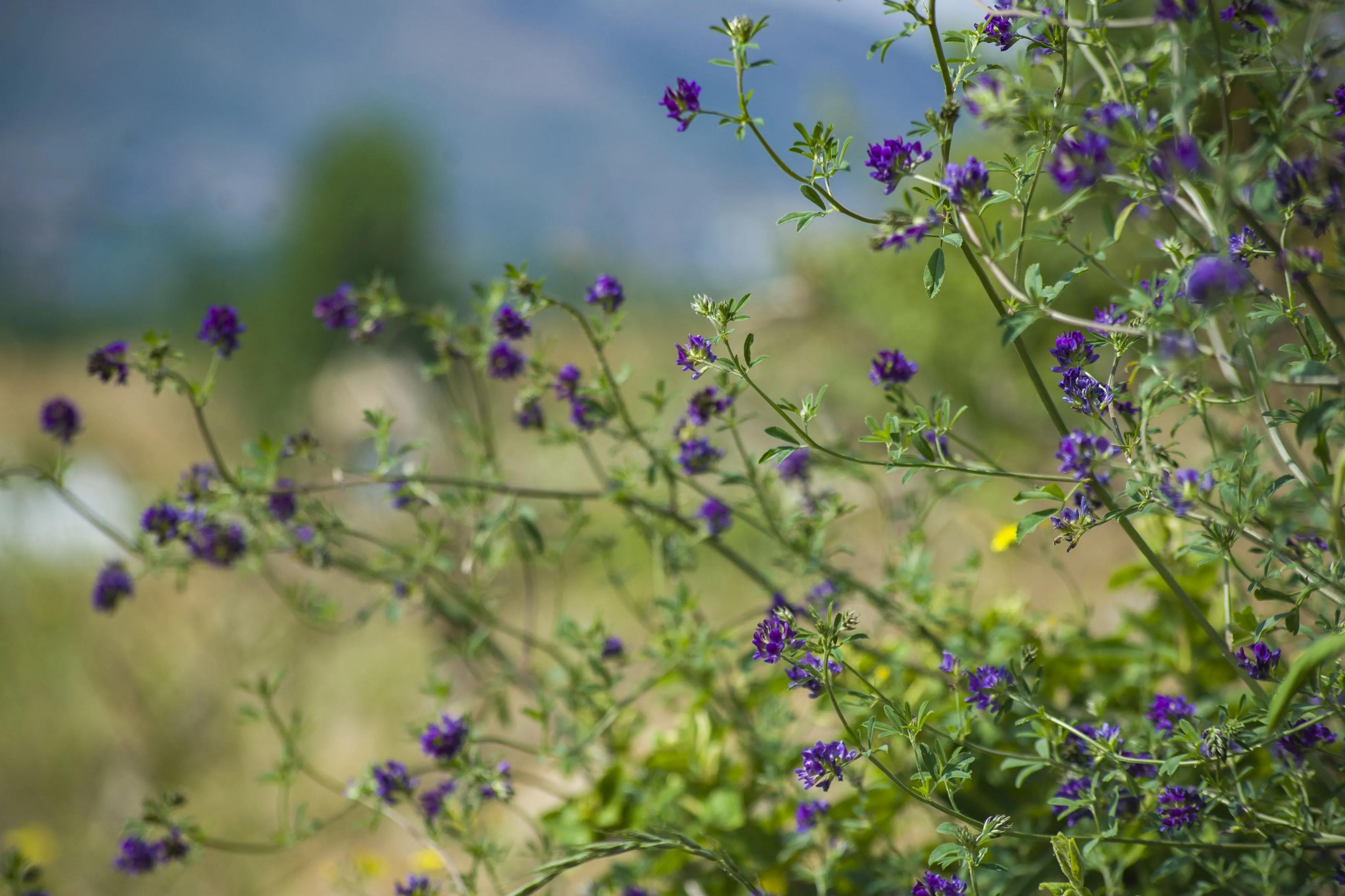 盛开在夏日里的那些花儿,冬天里那些盛开的花儿