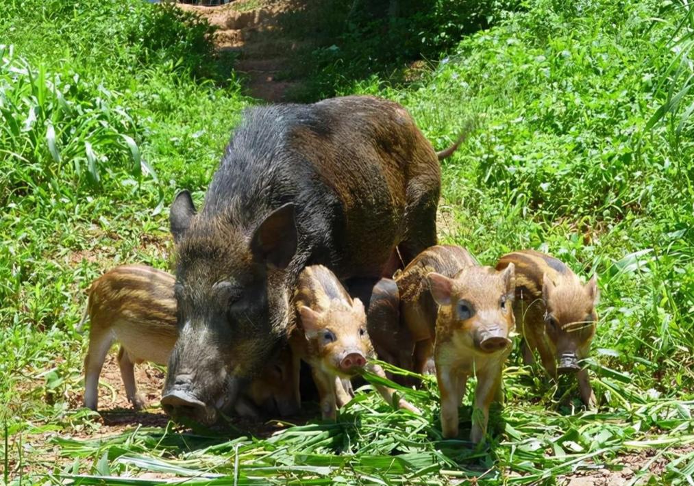 野猪泛滥成灾遭通缉,野猪泛滥成灾最新消息