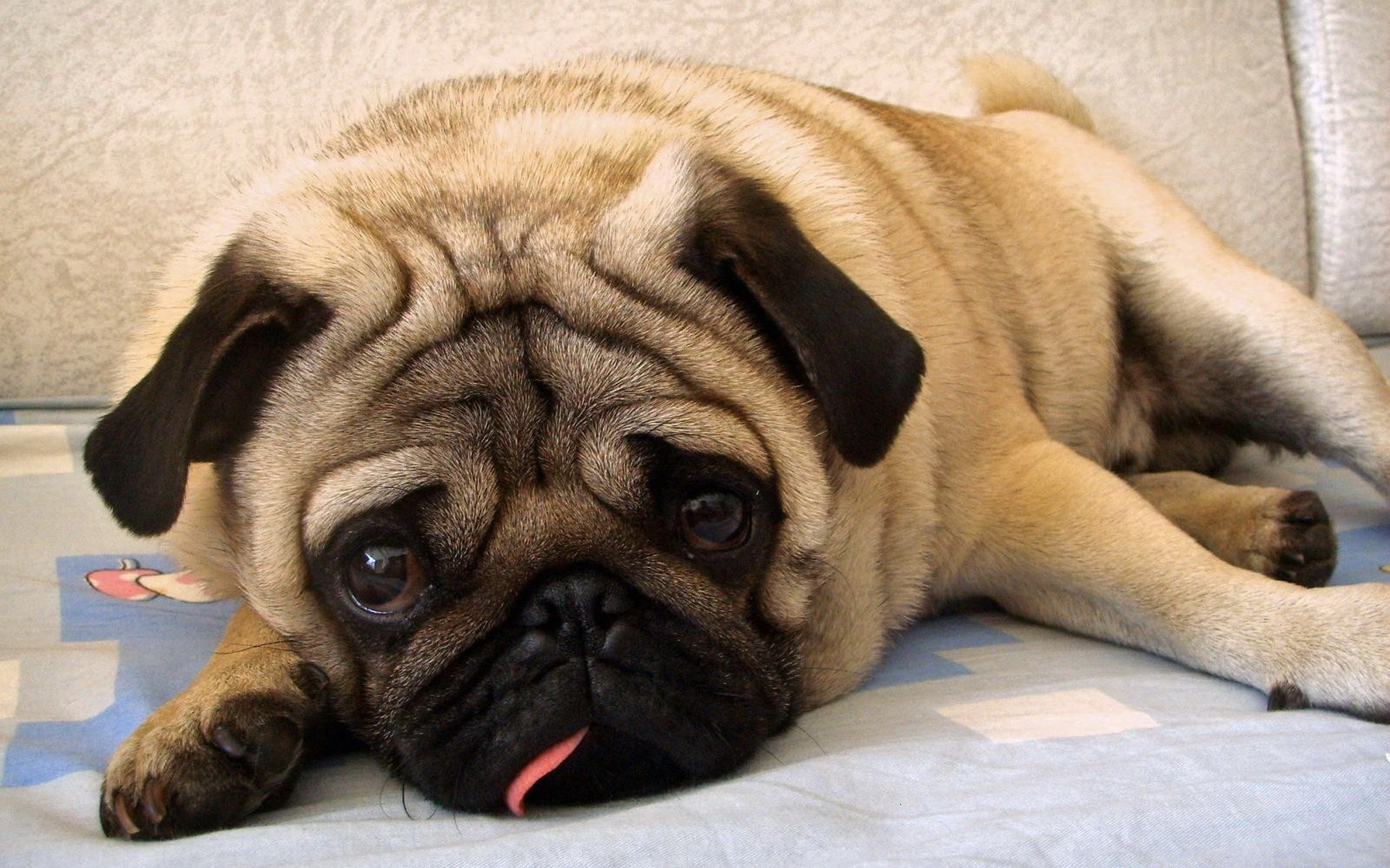 巴哥犬好养吗有什么优缺点,养巴哥犬还是养猫贵