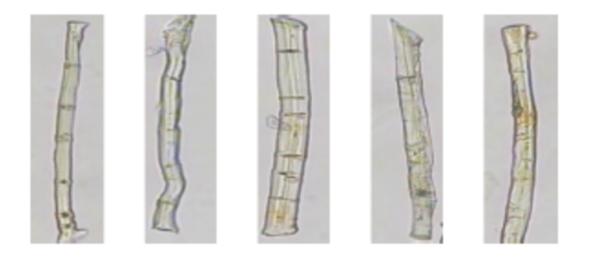 冰丝真的凉爽么,冰丝被为什么那么凉