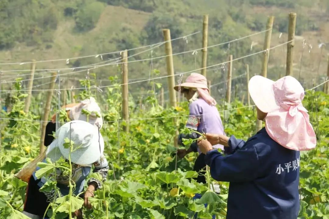 党建引领争先锋实干担当促发展,元阳县党建