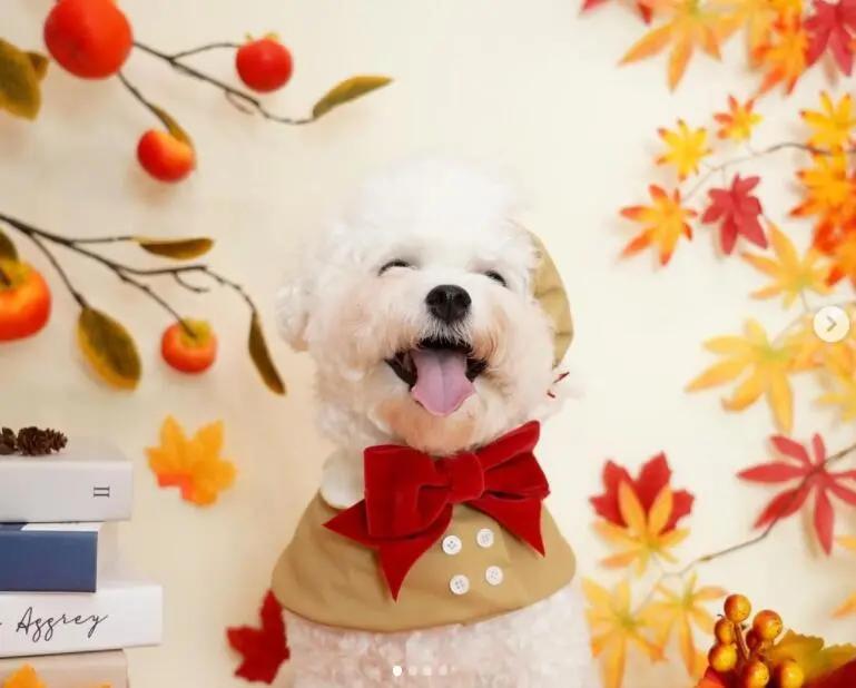 养宠知识狗狗经常流泪是什么信号,狗狗为什么有点打喷嚏呢