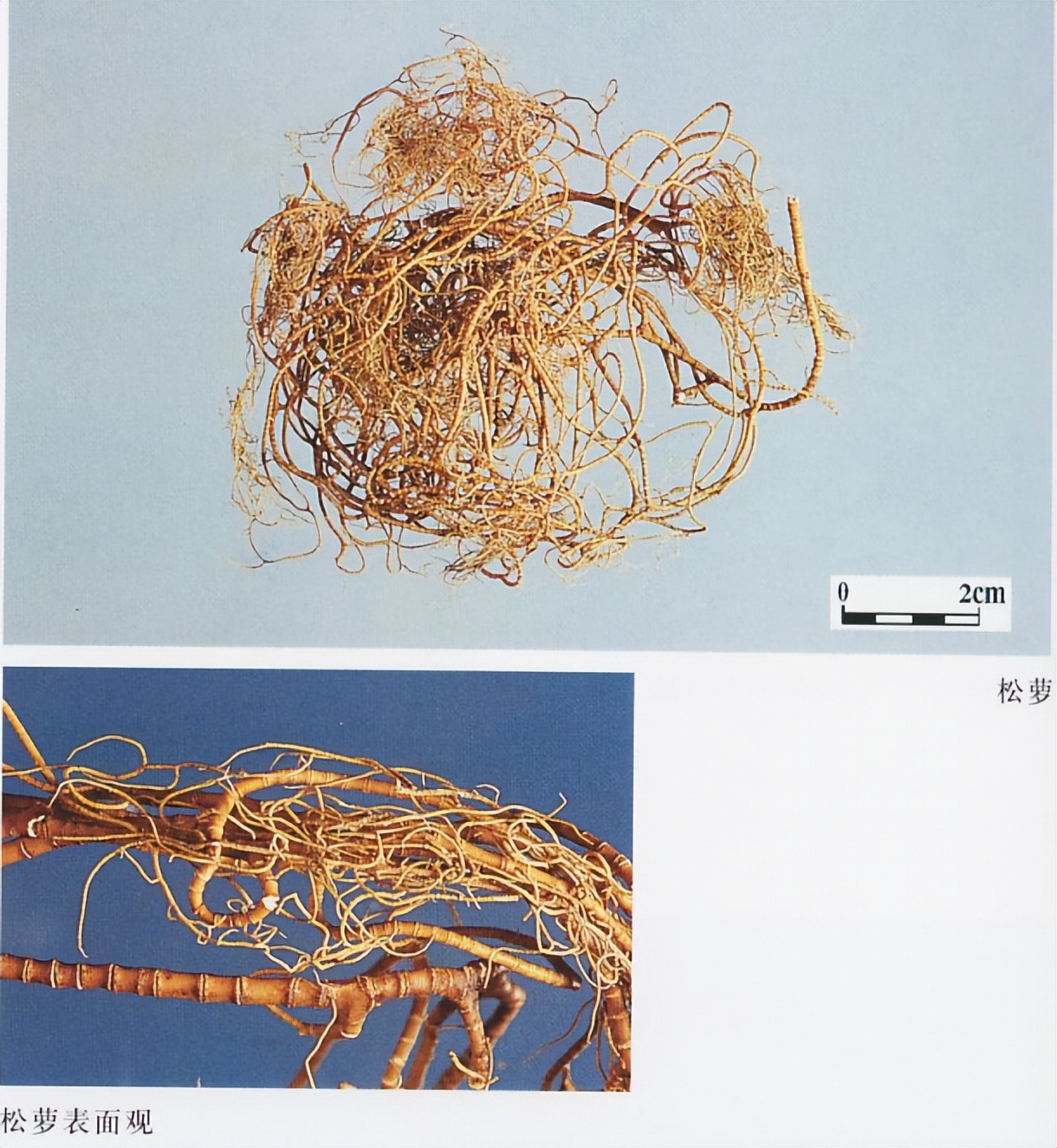 带你识别老君须、松萝