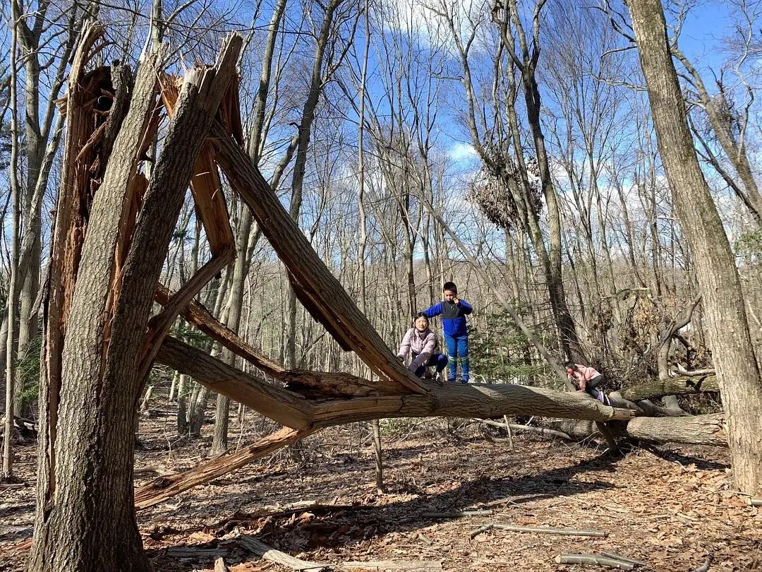 男子烧山被抓种树一万株,福建男子放火获刑11年