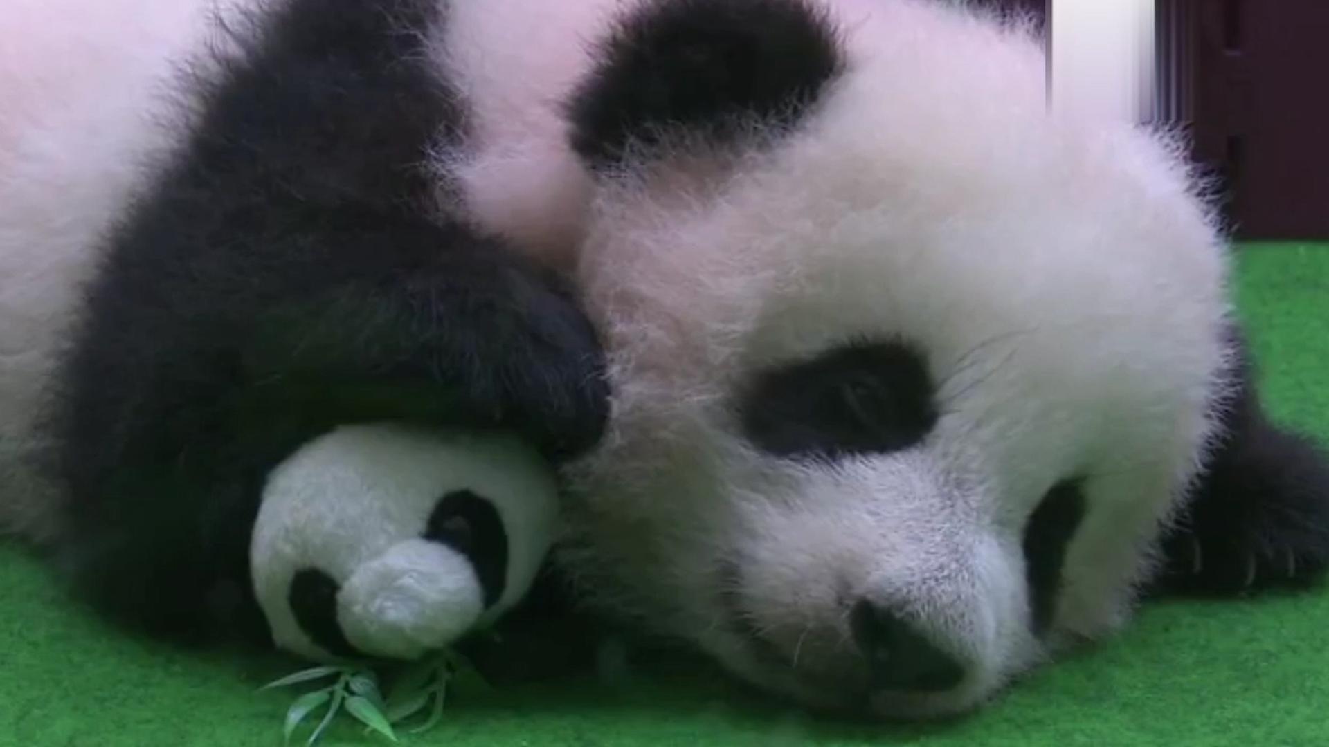 熊猫因为太能吃，1年花费400万，竟然被别国“退货”？