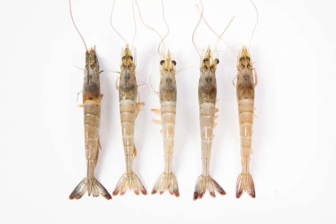 微小病变肾病能吃虾吗,肾病综合征吃虾会复发吗