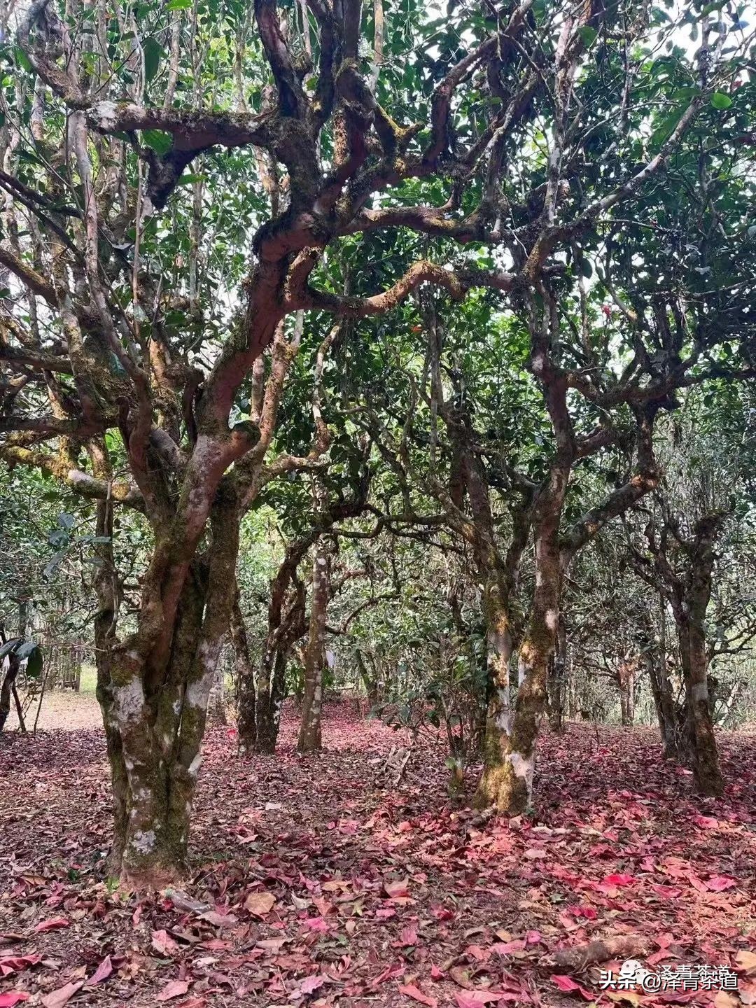 中国最优的十大名茶排名,最新中国十大名茶排名榜