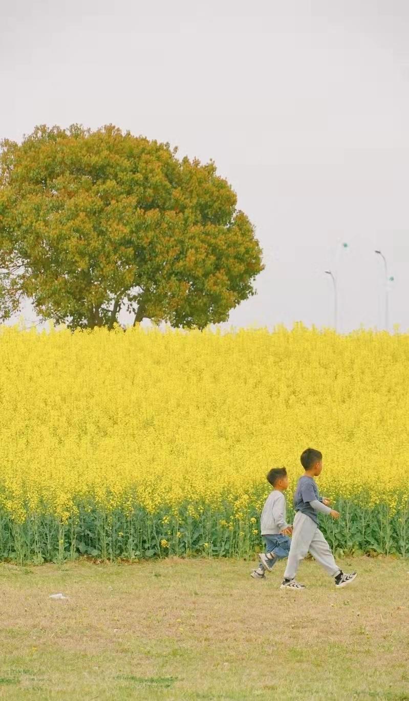 最美婺源油菜花跟风来一下,苏州自驾到婺源看油菜花的地方