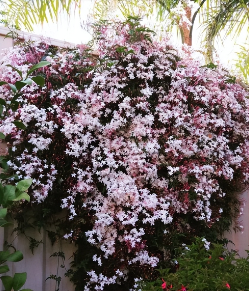 什么花做花墙最好种植,打造花园阳台推荐养什么花